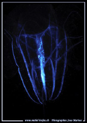 Encounter with this "Cténaire" during a night dive.... Qu... by Michel Lonfat 